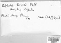 Diplodia humuli image